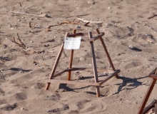 Plaża Dafni - przy każdym miejscu gdzie są złożone jaja żółwi jest karteczka z datą złożenia jaj