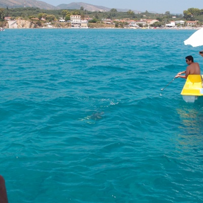 Zakynthos, żółwie Careta Careta - uwaga - pojawił się żółw, wszystkie statki z okolicy płyną w to miejsce :-)